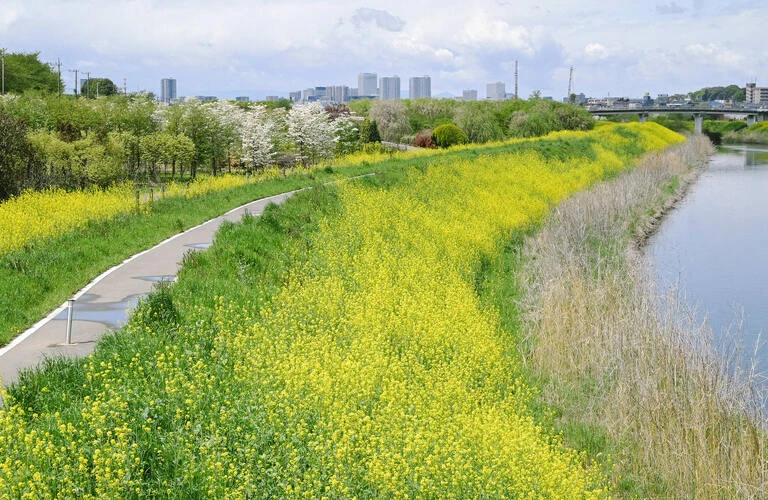 【川越市の方必見！】川越市不動産査定、あなたの資産価値を引き出す！ |不動産売却なら株式会社カラーズハウス